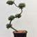 Juniperus pfitzeriana - 80/-