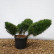 Juniperus pfitzeriana ‘Mint Julep‘ - 60-80