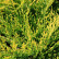 Juniperus pfitzeriana ‘Old Gold’ - 80-100