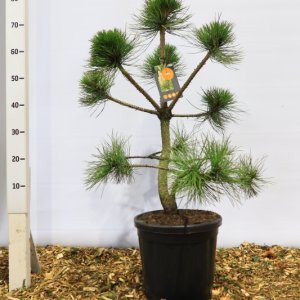 Pinus nigra nigra - 80-100