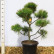 Pinus strobus - 80-100