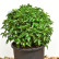 Prunus lusitanica ‘Angustifolia’ - Ø 40/-