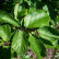 Parrotia persica - Ø 125-150