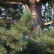 Pinus nigra nigra - 80-100