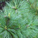 Pinus peuce - 80-100