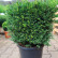 Taxus baccata - 40-40