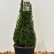 Taxus baccata - 40-50