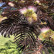 Albizia julibrissin ‘Summer Chocolate’® - 250-300