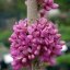 Cercis chinensis ‘Avondale’ - 175-200