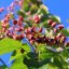 Clerodendrum trichotomum fargesii - 175-200