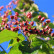 Clerodendrum trichotomum fargesii - 200-250
