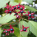 Clerodendrum trichotomum fargesii - 175-200