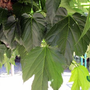 Morus alba ‘Fruitless’ - 10-12 - 225 stam