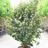 Parrotia persica Persian Spire - 150-175