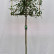 Prunus laurocerasus ‘Caucasica’ - 10-12 - 180 standard