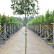 Prunus laurocerasus ‘Caucasica‘ - 12-14 - 200 Stamm