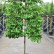 Prunus lusitanica ‘Tico‘ - 230/- - 80 Stamm