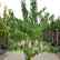 Prunus maackii ‘Amber Beauty‘ - 250-300
