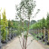 Prunus schmittii - 300-350