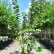 Prunus sargentii ‘Rancho‘ - 200-250