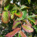 Parrotia persica ‘Bella‘ - 12-14 - 180 Stamm