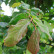 Parrotia persica ‘Vanessa’ - 300-350