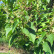 Paulownia tomentosa ‘Hulsdonk’ - 10-12-14 - 250-300