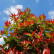 Photinia fraseri ‘Red Robin‘ - 8-10 - 200 Stamm