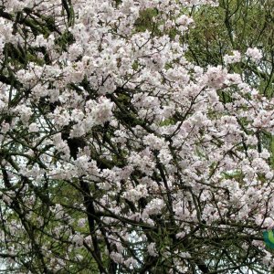 Prunus ‘Pandora’ - 200-250