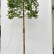 Quercus palustris - 12-14