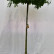 Quercus palustris - 14-16