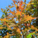 Quercus texana ‘New Madrid‘ - 12-14 - 200 Stamm