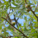 Quercus palustris - 14-16 - 225 Stamm