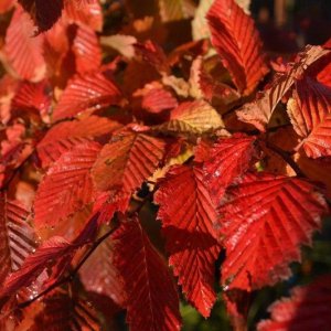 Carpinus betulus ‘Rockhampton Red’ - 12-14 - 200 stam