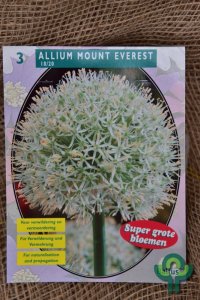 Allium ‘Mount Everest’ - Blumenzwiebeln