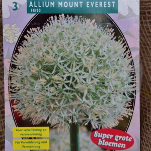 Allium ‘Mount Everest’ - Blumenzwiebeln