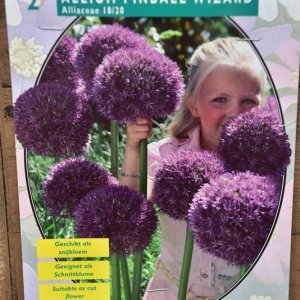 Allium ‘Pinball Wizzard’ - Blumenzwiebeln