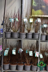 Heesters in soorten - 80-100 C10