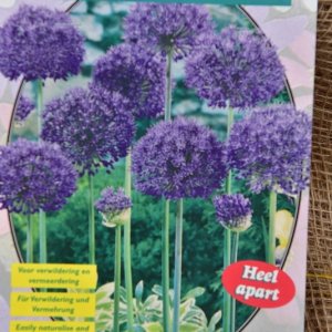 Allium aflatunense ‘Purple Sensation’ - Blumenzwiebeln
