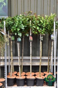 Heesters in soorten - 120 stam C10