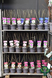 Hibiscus syriacus in soorten - 40-50 C3