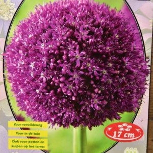 Allium ‘Ambassador’ - Blumenzwiebeln