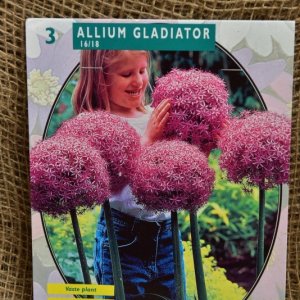 Allium Gladiator His Excellence - Blumenzwiebeln