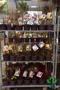 Heesters in soorten - C3