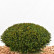 Thuja occidentalis Golden Smaragd - Formé 60-80 mB. -> C18