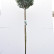 Larix kaempferi ‘Grey Pearl‘ - 90 Stamm C10