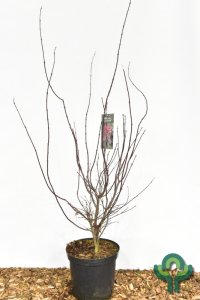 Acer palmatum ‘Atropurpureum’ - 100-125 C12