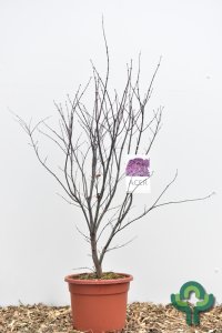 Acer palmatum ‘Bloodgood’ - 100/- C15