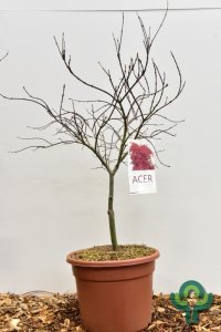 Acer palmatum ‘Garnet’ - 60-80 C15
