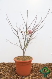 Acer palmatum ‘Osakazuki’ - 80-100 C15